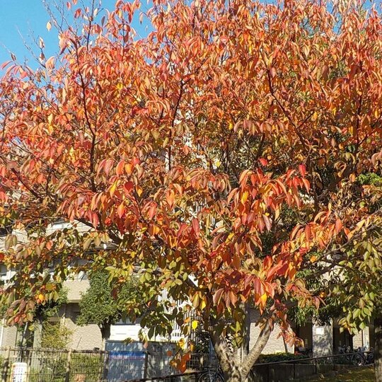 ブログ記事のイメージ画像